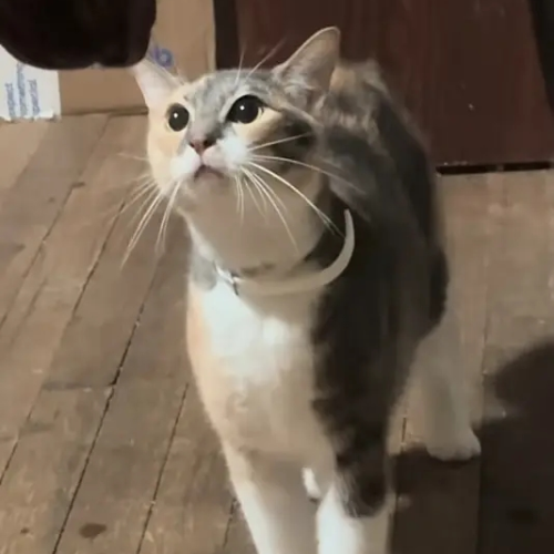 PEPPER