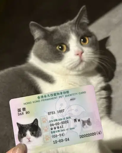 蛋堡