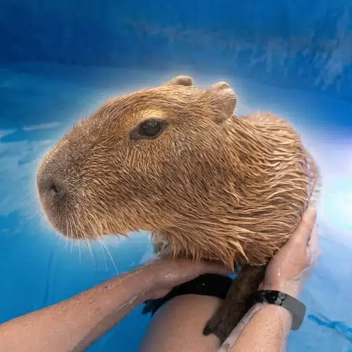 Capybara
