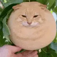 mangocat