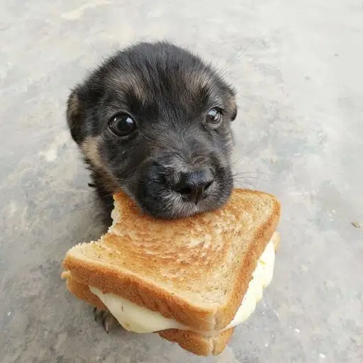Bread