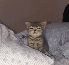 sleepycat
