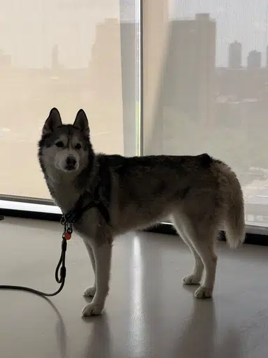 WOLF