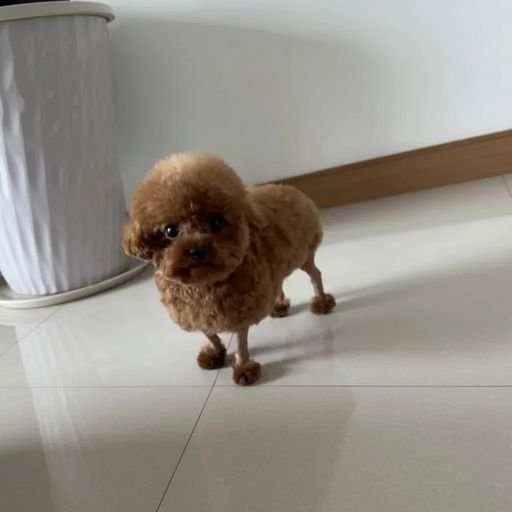 Potato