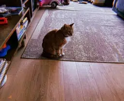 Hobbes