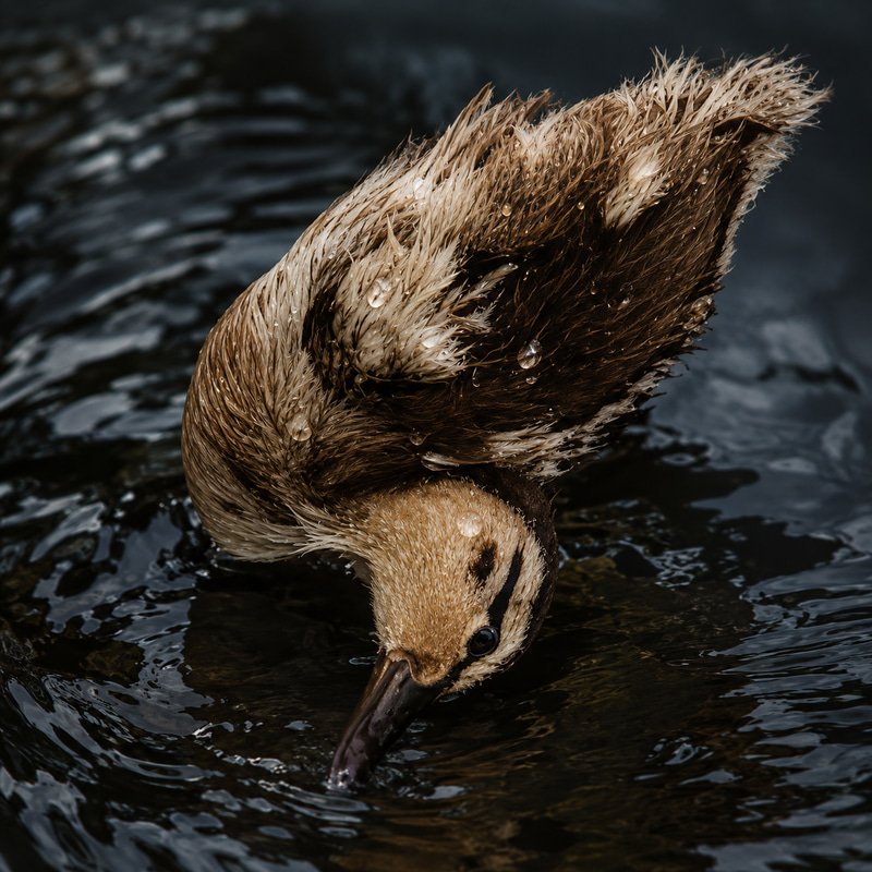 DUCKY logo