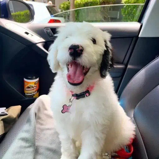 BELLA