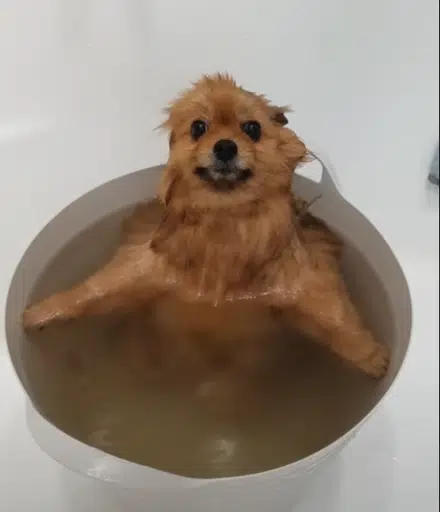 soup