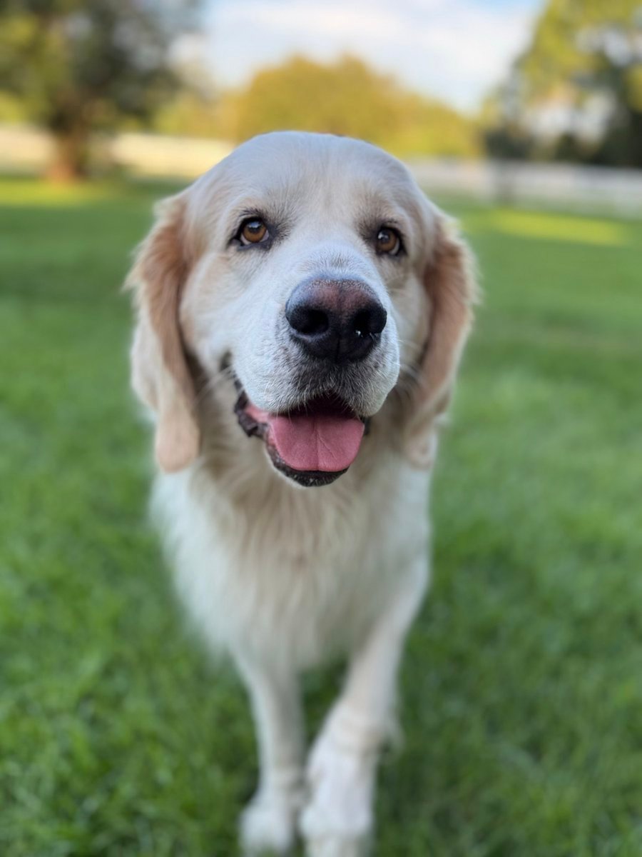 Wiggles 