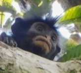 Likweli