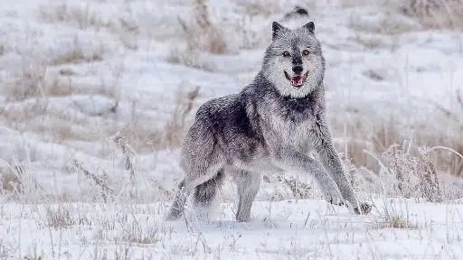 Wolf
