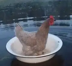 Ryabusik