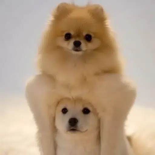 dog²