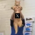 DONUT