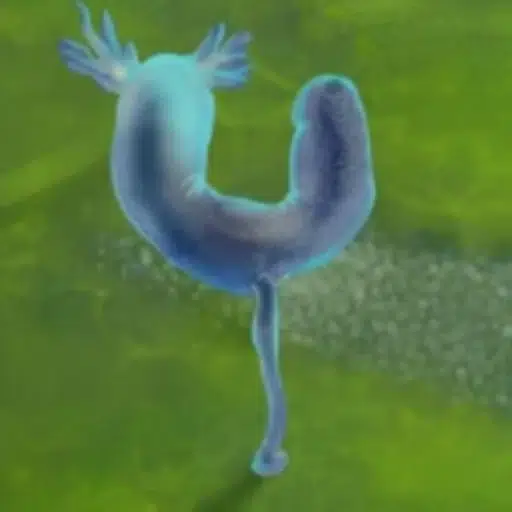 Dickbutt