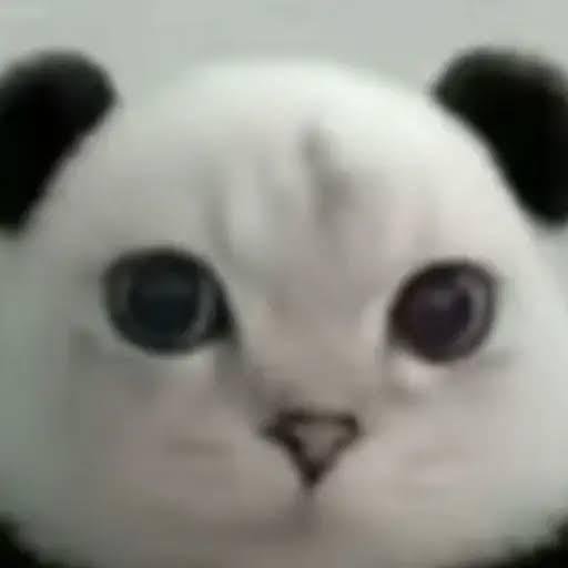 Pandacat