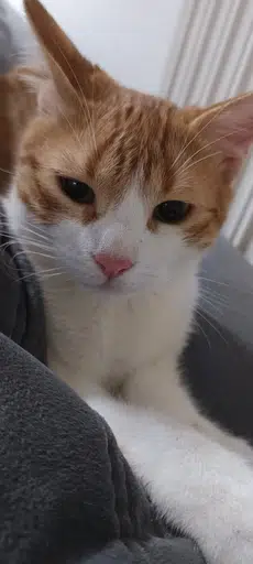 LIO