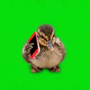 CALLDUCK