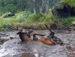 Elk