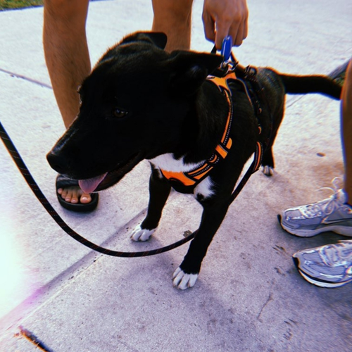 Zeus