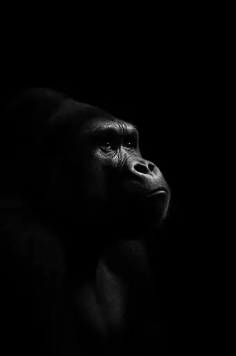 GORILLA