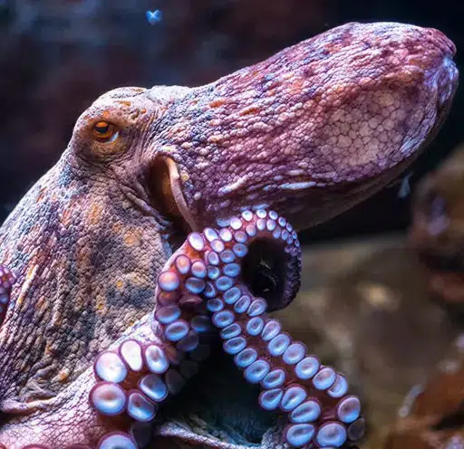 Octopus