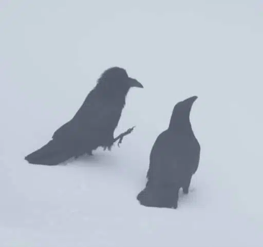 RAVENS