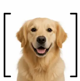[dog]