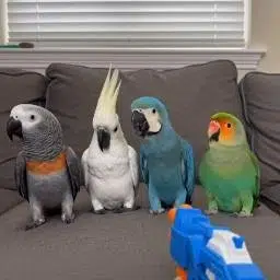 Parrots