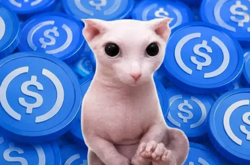 BINGUS