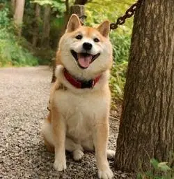 PET