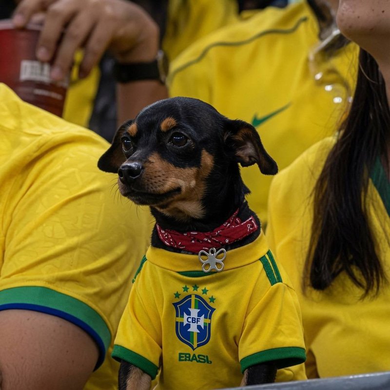 PITOCO — World Cup Dog Solana token traded by KOLs