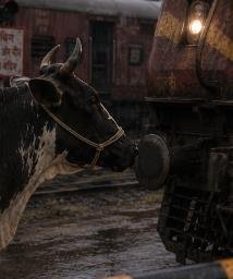 COW