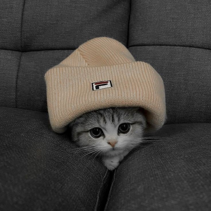 $beanie token logo