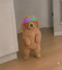 SOL