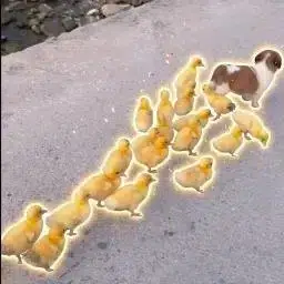 BROOD