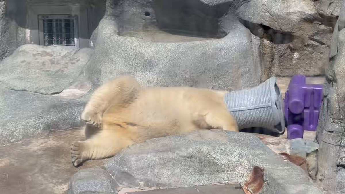 モモちゃ