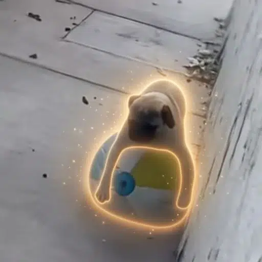 dob