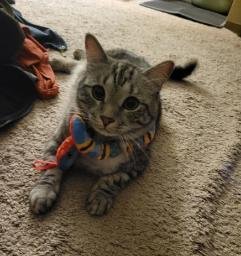Zuzu