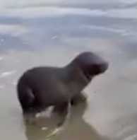sealy