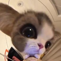 海苔