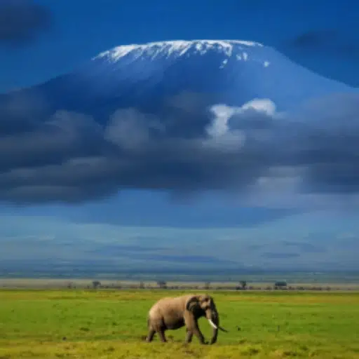 Elephant