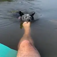 Piranha