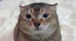 cet