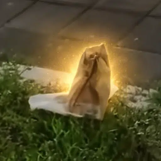 breadcat