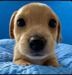 Billy