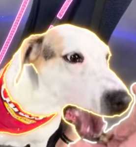 KERMIT