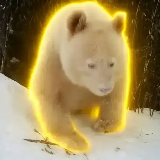 卧龙