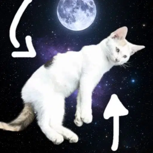 mooncat