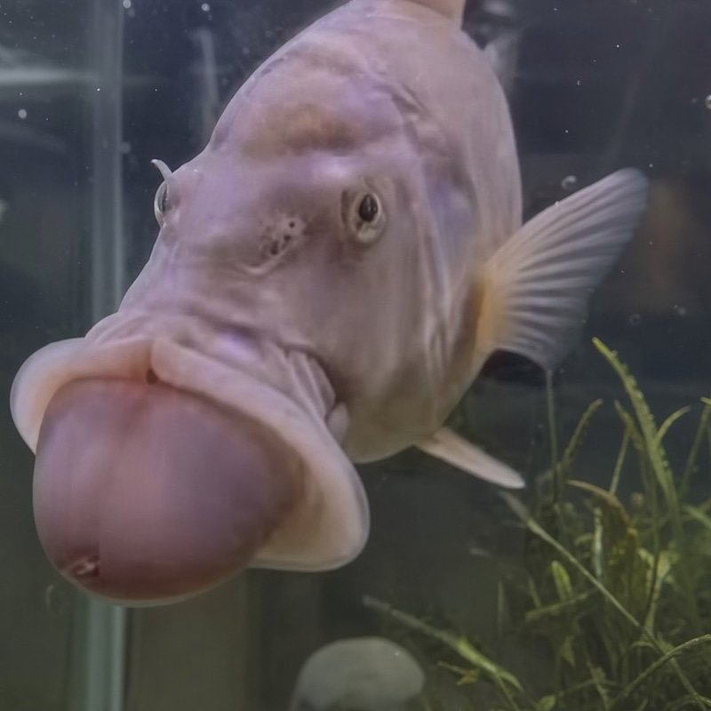 fih